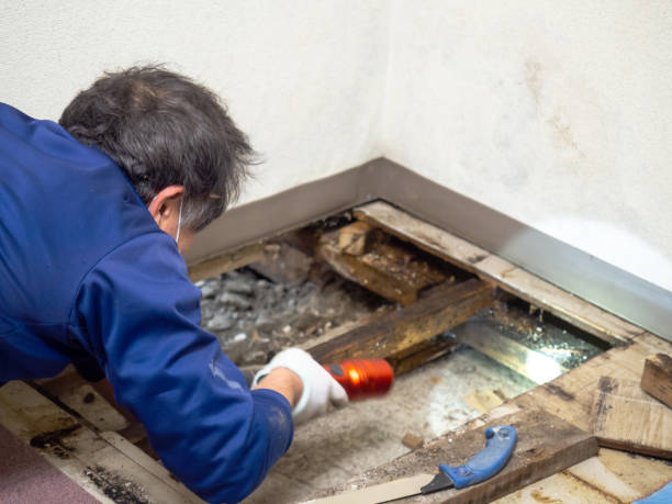 Best Water Damage Restoration  in Mcdade, TX