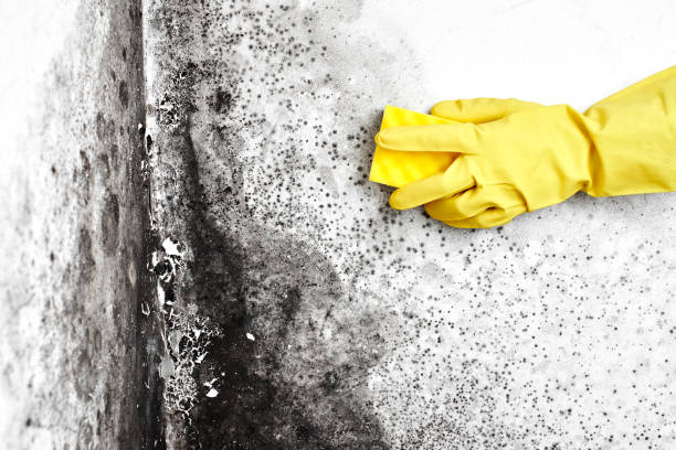 Home Mold Removal in Mcdade, TX