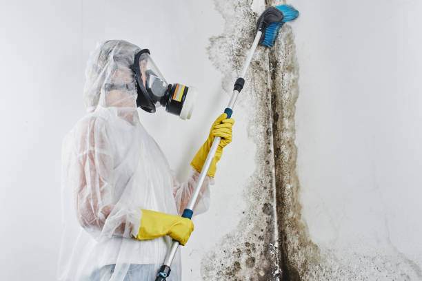 Best Mold Cleaning Services  in Mcdade, TX