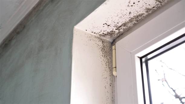 Mold Removal and Inspection in Mcdade, TX