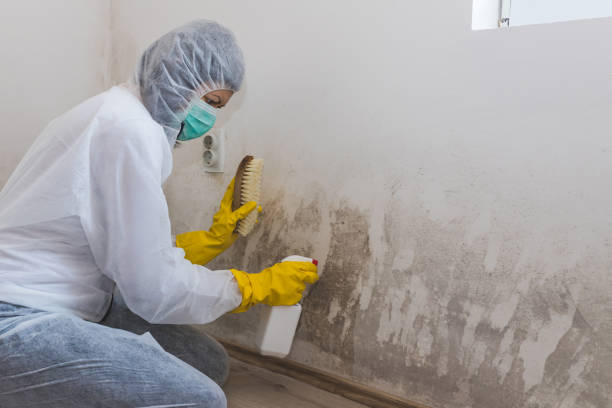 Best Mold Inspection  in Mcdade, TX