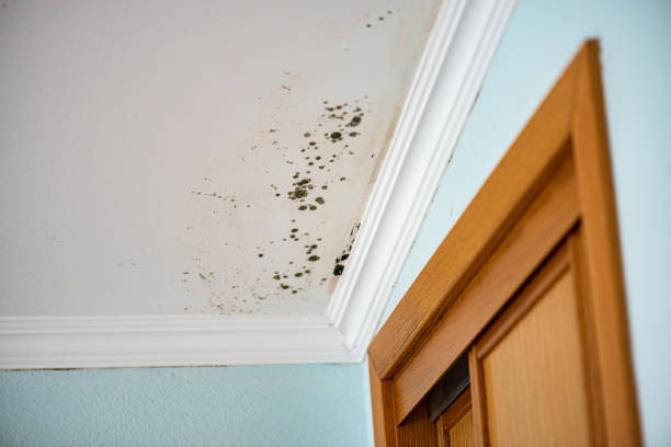 Mold Removal Process in Mcdade, TX