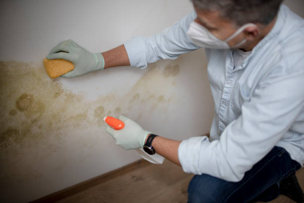 Best Attic Mold Removal  in Mcdade, TX
