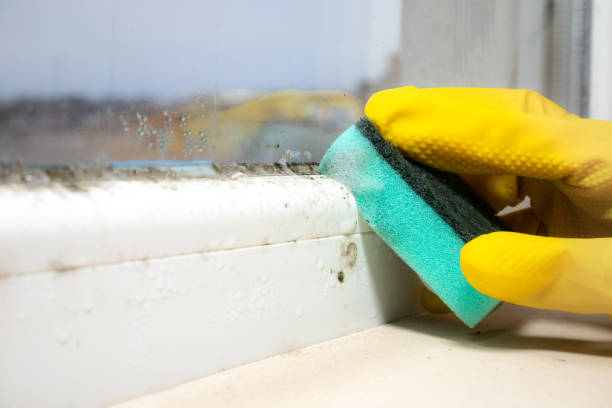 Best Best Mold Removal Companies  in Mcdade, TX