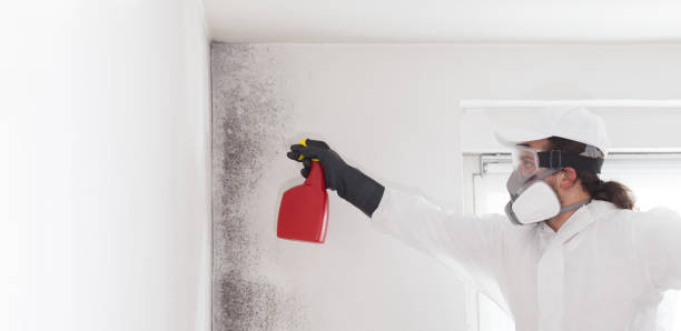 Best Mold Removal Near Me  in Mcdade, TX