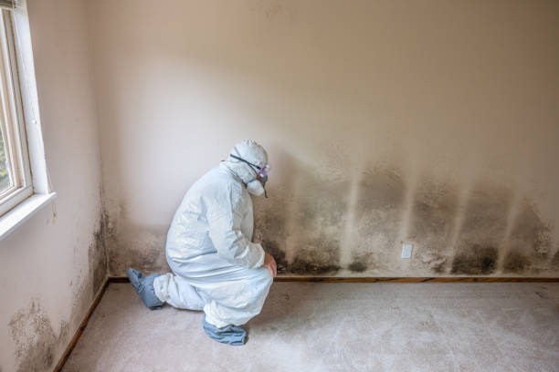 Best Same-Day Mold Removal  in Mcdade, TX
