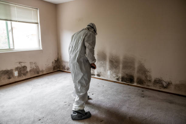 Mold Testing and Removal in Mcdade, TX