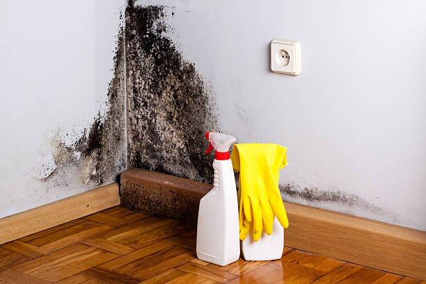 Best Affordable Mold Removal  in Mcdade, TX