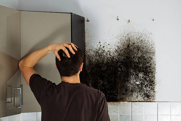 Best Fast Mold Removal  in Mcdade, TX