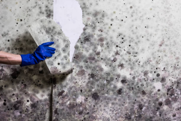 Best Mold Damage Repair  in Mcdade, TX