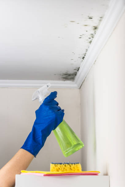 Best Professional Mold Removal  in Mcdade, TX
