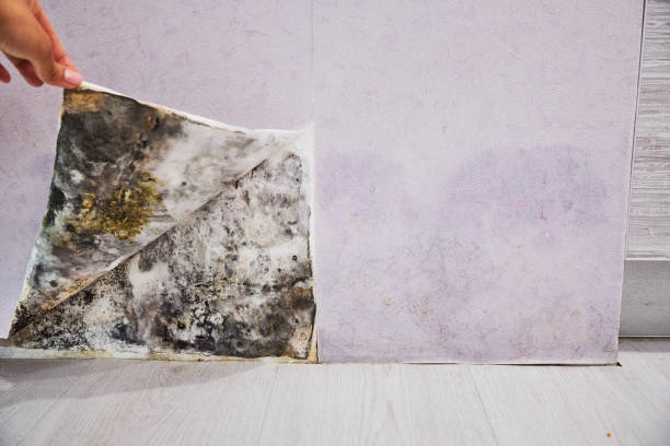Best Mold Remediation  in Mcdade, TX